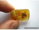 Planthopper Fulgoromorpha: Achilidae. Fossil insect in Baltic amber #5775