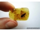 Planthopper Fulgoromorpha: Achilidae. Fossil insect in Baltic amber #5775