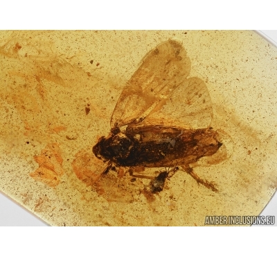 Planthopper Fulgoromorpha: Achilidae. Fossil insect in Baltic amber #5775