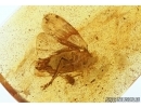 Planthopper Fulgoromorpha: Achilidae. Fossil insect in Baltic amber #5775