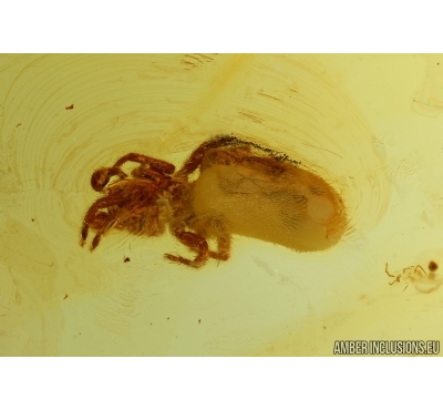 Araneae, Spider and Caddisfly. Fossil inclusions in Baltic amber #5780