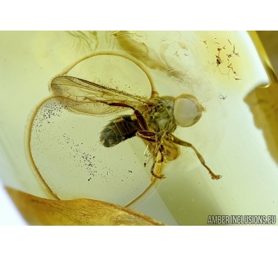 Diptera: Pipunculidae, Rare Big-headed fly in Baltic amber #5799