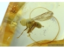 Diptera: Pipunculidae, Rare Big-headed fly in Baltic amber #5799