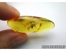 Diptera: Pipunculidae, Rare Big-headed fly in Baltic amber #5799