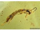 RARE EMBIOPTERA, WEBSPINNER. Fossil Inclusion in BALTIC AMBER #5802