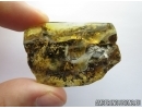 Extremely Rare LIZARD FRAGMENT, REPTILIA. Fossil inclusion in Baltic amber #5834
