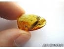 Rare scene: Cockroach with Ootheca! Fossil inclusion in Baltic amber #5837
