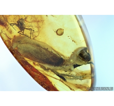 Rare scene: Cockroach with Ootheca! Fossil inclusion in Baltic amber #5837