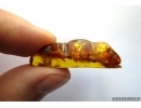 Lepidoptera, Caterpillar case. Fossil insect in Baltic amber #5838