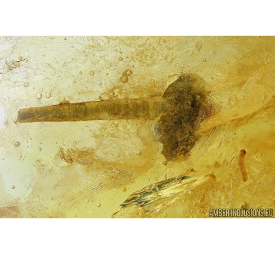Lepidoptera, Rare Caterpillar case and Caterpillar. Fossil inclusions in Baltic amber #5840