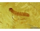 Lepidoptera, Rare Caterpillar case and Caterpillar. Fossil inclusions in Baltic amber #5840