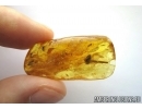 Lepidoptera, Rare Caterpillar case and Caterpillar. Fossil inclusions in Baltic amber #5840