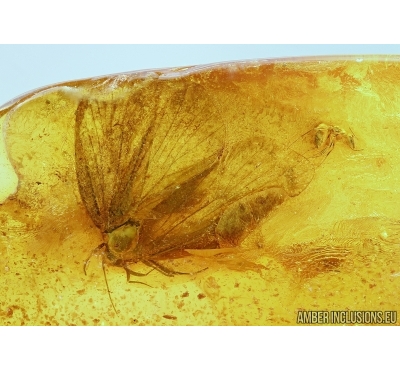 Lepidoptera, Big Moth and Ant with Mite! Fossil insects in Baltic amber #5842