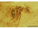 Lepidoptera, Big Moth and Ant with Mite! Fossil insects in Baltic amber #5842