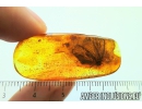 Lepidoptera, Big Moth and Ant with Mite! Fossil insects in Baltic amber #5842