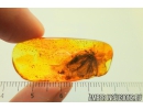 Lepidoptera, Big Moth and Ant with Mite! Fossil insects in Baltic amber #5842