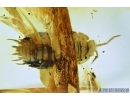 Isopoda, Big Woodlice. Fossil inclusion in Baltic amber #5845