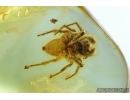 Salticidae, Jumping Spider in Baltic amber #5855