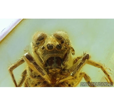 Salticidae, Jumping Spider in Baltic amber #5855