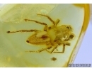 Salticidae, Jumping Spider in Baltic amber #5855