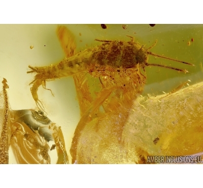 Two Silverfish Lepismatidae and Rare Beetle Larva. Fossil inclusions in Baltic amber #5878