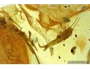 Two Silverfish Lepismatidae and Rare Beetle Larva. Fossil inclusions in Baltic amber #5878
