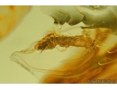 Two Silverfish Lepismatidae and Rare Beetle Larva. Fossil inclusions in Baltic amber #5878