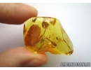 Two Silverfish Lepismatidae and Rare Beetle Larva. Fossil inclusions in Baltic amber #5878