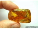 Jumping Spider Salticidae in Baltic amber #5890