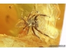 Jumping Spider Salticidae in Baltic amber #5890
