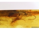 Rare Reticulated Beetle CUPEDIDAE and rare Leaf fragment . Fossil inclusions in Baltic amber #5821