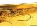 Rare Reticulated Beetle CUPEDIDAE and rare Leaf fragment . Fossil inclusions in Baltic amber #5821