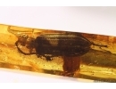 Rare Reticulated Beetle CUPEDIDAE and rare Leaf fragment . Fossil inclusions in Baltic amber #5821