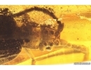 Rare Reticulated Beetle CUPEDIDAE and rare Leaf fragment . Fossil inclusions in Baltic amber #5821