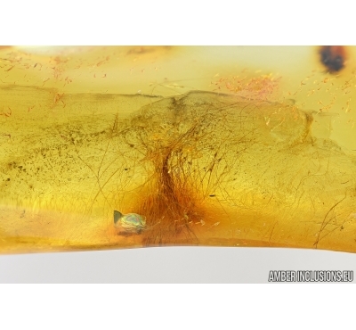 Mammalian hair. Fossil inclusion in Baltic amber #5893