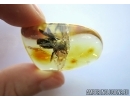 APOIDEA, Very nice, Big  14mm! Honey Bee. Fossil insect in Baltic amber #5902