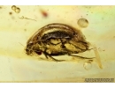 Lady Beetle Coccinellidae. Fossil insect in Baltic amber #5907