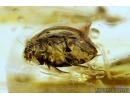 Lady Beetle Coccinellidae. Fossil insect in Baltic amber #5907