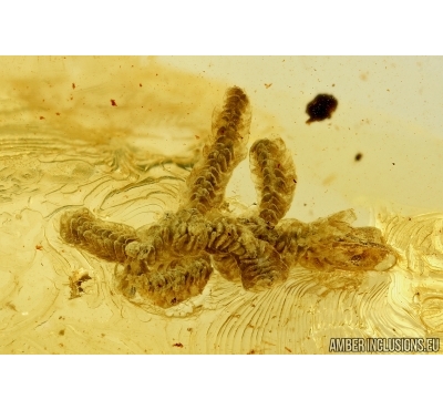 Moss, Liverwort. Fossil inclusion in Baltic amber #5926
