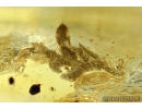 Moss, Liverwort. Fossil inclusion in Baltic amber #5926