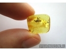 Moss, Liverwort. Fossil inclusion in Baltic amber #5926