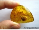 VERY BIG 10mm!! SNAIL SHELL, GASTROPODA, Spider and Ant. Fossil inclusions in BALTIC AMBER #5937