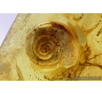 VERY BIG 10mm!! SNAIL SHELL, GASTROPODA, Spider and Ant. Fossil inclusions in BALTIC AMBER #5937