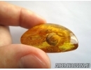 VERY BIG 10mm!! SNAIL SHELL, GASTROPODA, Spider and Ant. Fossil inclusions in BALTIC AMBER #5937