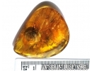 VERY BIG 10mm!! SNAIL SHELL, GASTROPODA, Spider and Ant. Fossil inclusions in BALTIC AMBER #5937