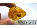 VERY BIG 10mm!! SNAIL SHELL, GASTROPODA, Spider and Ant. Fossil inclusions in BALTIC AMBER #5937