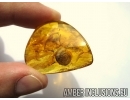 VERY BIG 10mm!! SNAIL SHELL, GASTROPODA, Spider and Ant. Fossil inclusions in BALTIC AMBER #5937