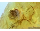 VERY BIG 10mm!! SNAIL SHELL, GASTROPODA, Spider and Ant. Fossil inclusions in BALTIC AMBER #5937