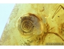 VERY BIG 10mm!! SNAIL SHELL, GASTROPODA, Spider and Ant. Fossil inclusions in BALTIC AMBER #5937