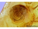 VERY BIG 10mm!! SNAIL SHELL, GASTROPODA, Spider and Ant. Fossil inclusions in BALTIC AMBER #5937